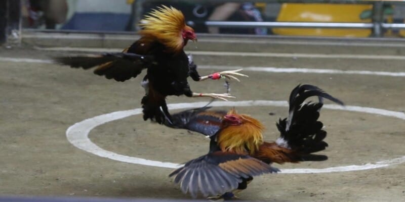 Lý do đá gà Philippines thu hút đông đảo người chơi